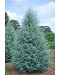 Cupressus arizonica Glauca